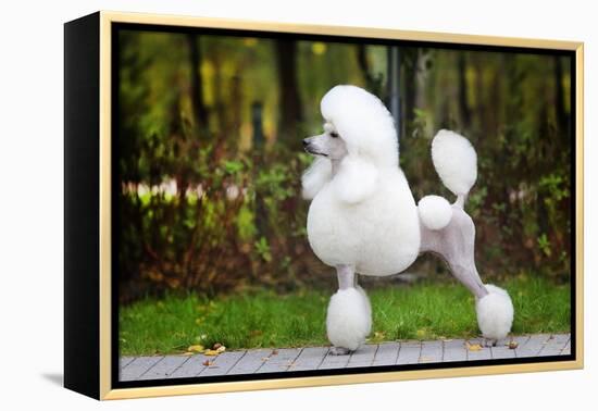 Big White Poodle Stands on the Path in the Park. Exterior-Dulova Olga-Framed Premier Image Canvas