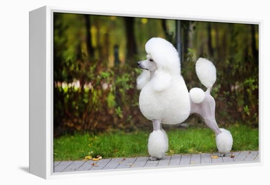 Big White Poodle Stands on the Path in the Park. Exterior-Dulova Olga-Framed Premier Image Canvas