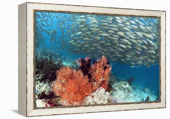 Bigeye Scad-Georgette Douwma-Framed Premier Image Canvas