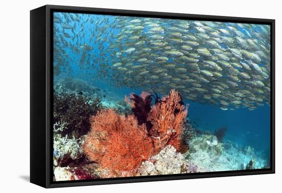 Bigeye Scad-Georgette Douwma-Framed Premier Image Canvas