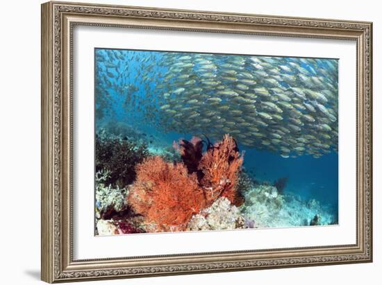 Bigeye Scad-Georgette Douwma-Framed Photographic Print