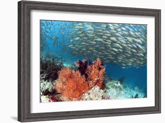 Bigeye Scad-Georgette Douwma-Framed Photographic Print