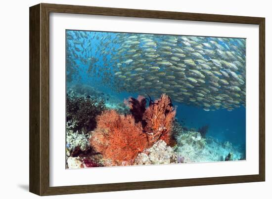 Bigeye Scad-Georgette Douwma-Framed Photographic Print