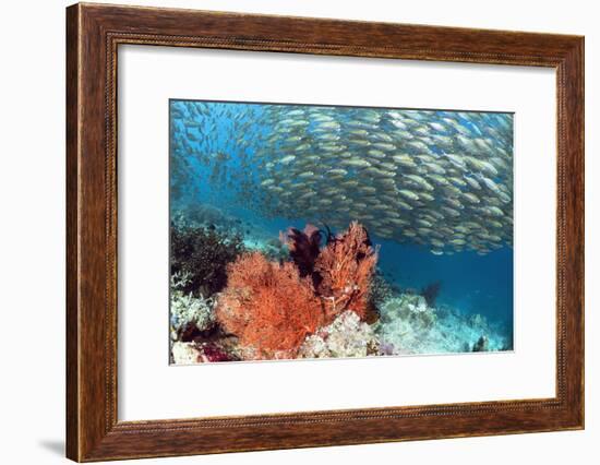 Bigeye Scad-Georgette Douwma-Framed Photographic Print