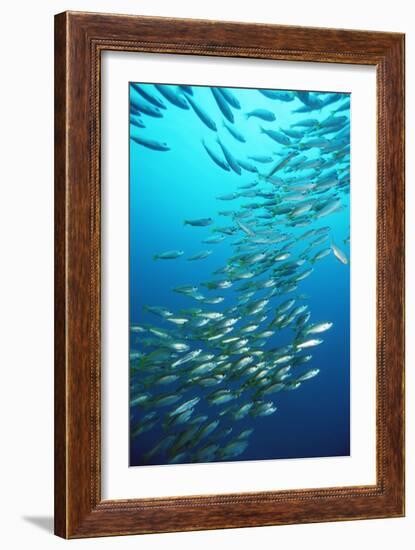 Bigeye Snappers-Georgette Douwma-Framed Photographic Print