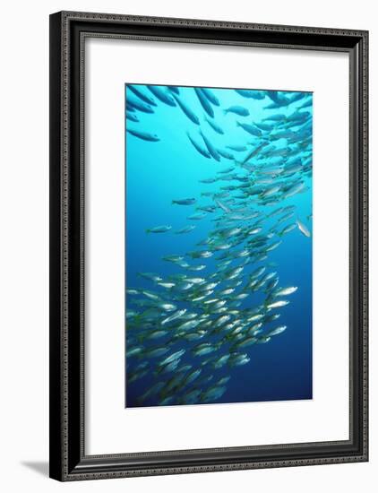 Bigeye Snappers-Georgette Douwma-Framed Photographic Print