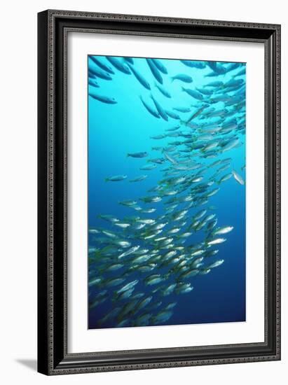 Bigeye Snappers-Georgette Douwma-Framed Photographic Print