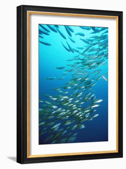 Bigeye Snappers-Georgette Douwma-Framed Photographic Print