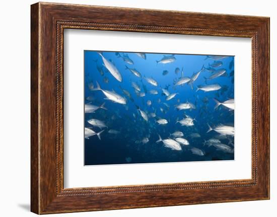 Bigeye Trevally (Caranx Sexfasciatus)-Reinhard Dirscherl-Framed Photographic Print