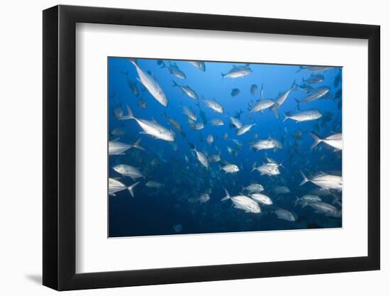 Bigeye Trevally (Caranx Sexfasciatus)-Reinhard Dirscherl-Framed Photographic Print