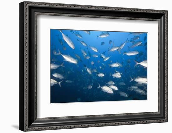 Bigeye Trevally (Caranx Sexfasciatus)-Reinhard Dirscherl-Framed Photographic Print