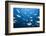 Bigeye Trevally (Caranx Sexfasciatus)-Reinhard Dirscherl-Framed Photographic Print