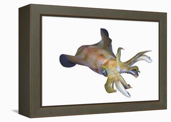 Bigfin Reef Squid (Sepioteuthis Lessoniana)-Reinhard Dirscherl-Framed Premier Image Canvas