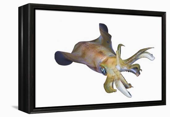 Bigfin Reef Squid (Sepioteuthis Lessoniana)-Reinhard Dirscherl-Framed Premier Image Canvas