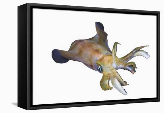 Bigfin Reef Squid (Sepioteuthis Lessoniana)-Reinhard Dirscherl-Framed Premier Image Canvas