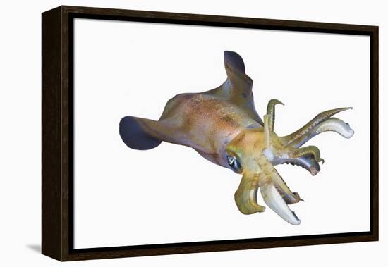 Bigfin Reef Squid (Sepioteuthis Lessoniana)-Reinhard Dirscherl-Framed Premier Image Canvas