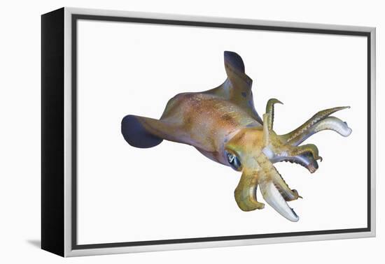 Bigfin Reef Squid (Sepioteuthis Lessoniana)-Reinhard Dirscherl-Framed Premier Image Canvas