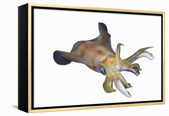 Bigfin Reef Squid (Sepioteuthis Lessoniana)-Reinhard Dirscherl-Framed Premier Image Canvas