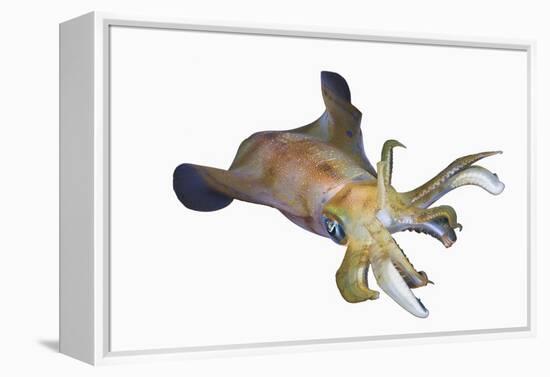 Bigfin Reef Squid (Sepioteuthis Lessoniana)-Reinhard Dirscherl-Framed Premier Image Canvas