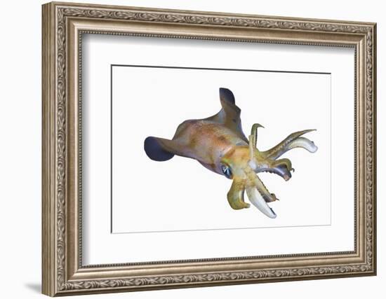 Bigfin Reef Squid (Sepioteuthis Lessoniana)-Reinhard Dirscherl-Framed Photographic Print