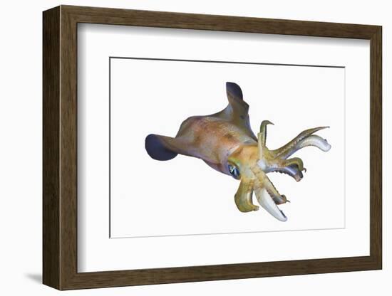 Bigfin Reef Squid (Sepioteuthis Lessoniana)-Reinhard Dirscherl-Framed Photographic Print