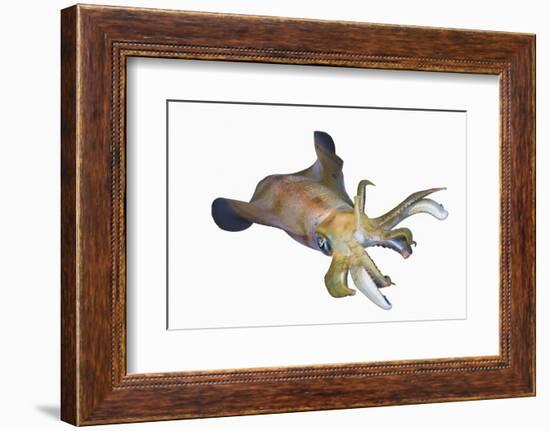 Bigfin Reef Squid (Sepioteuthis Lessoniana)-Reinhard Dirscherl-Framed Photographic Print