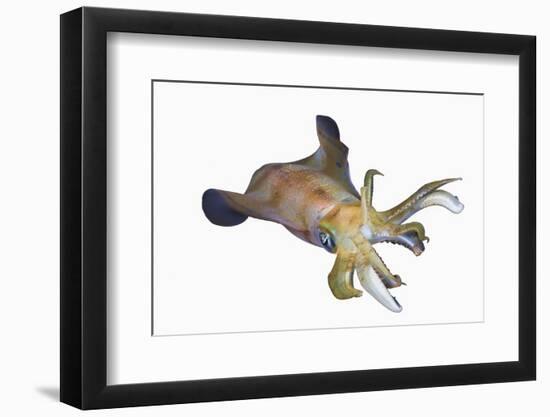 Bigfin Reef Squid (Sepioteuthis Lessoniana)-Reinhard Dirscherl-Framed Photographic Print