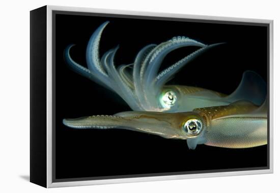 Bigfin Reef Squid Tending Eggs Along a Buoy Line, Lembeh Strait, Indonesia-null-Framed Premier Image Canvas