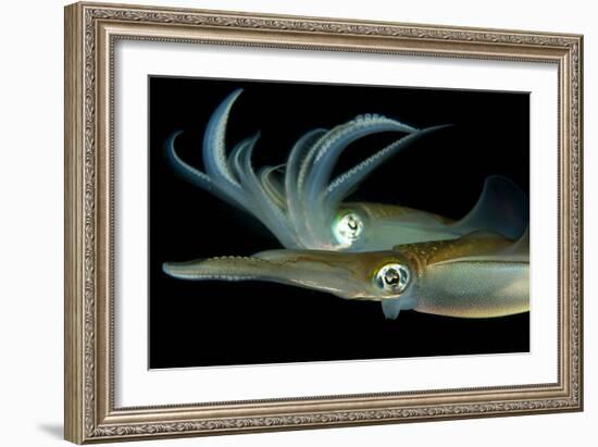 Bigfin Reef Squid Tending Eggs Along a Buoy Line, Lembeh Strait, Indonesia-null-Framed Photographic Print