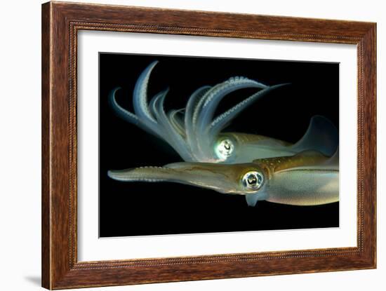 Bigfin Reef Squid Tending Eggs Along a Buoy Line, Lembeh Strait, Indonesia-null-Framed Photographic Print