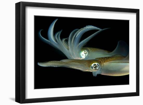 Bigfin Reef Squid Tending Eggs Along a Buoy Line, Lembeh Strait, Indonesia-null-Framed Photographic Print