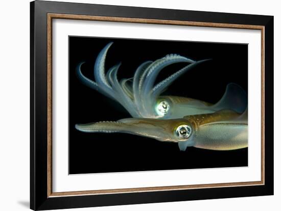 Bigfin Reef Squid Tending Eggs Along a Buoy Line, Lembeh Strait, Indonesia-null-Framed Photographic Print