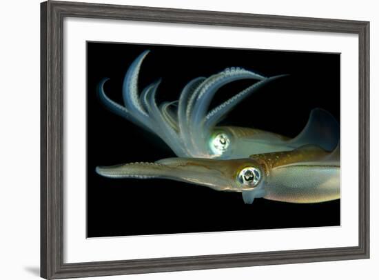 Bigfin Reef Squid Tending Eggs Along a Buoy Line, Lembeh Strait, Indonesia-null-Framed Photographic Print