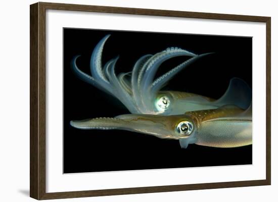 Bigfin Reef Squid Tending Eggs Along a Buoy Line, Lembeh Strait, Indonesia-null-Framed Photographic Print