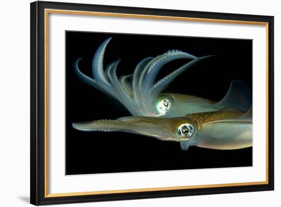 Bigfin Reef Squid Tending Eggs Along a Buoy Line, Lembeh Strait, Indonesia-null-Framed Photographic Print