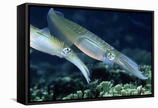 Bigfin Reef Squid-Georgette Douwma-Framed Premier Image Canvas