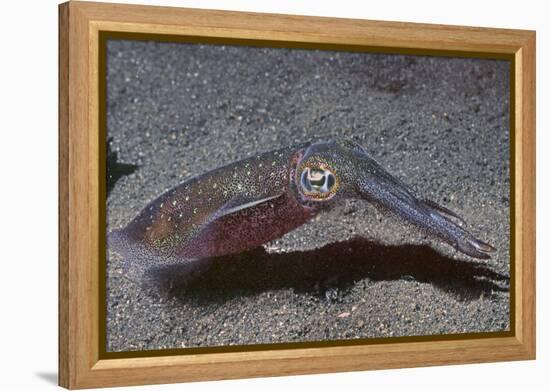 Bigfin Reef Squid-Hal Beral-Framed Premier Image Canvas