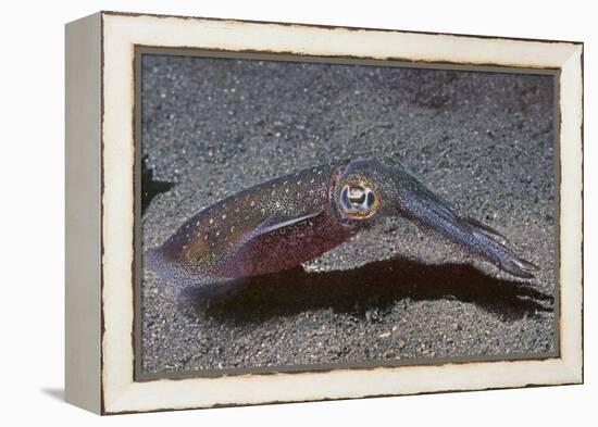 Bigfin Reef Squid-Hal Beral-Framed Premier Image Canvas