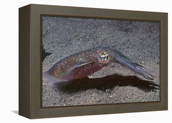 Bigfin Reef Squid-Hal Beral-Framed Premier Image Canvas