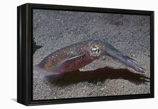 Bigfin Reef Squid-Hal Beral-Framed Premier Image Canvas