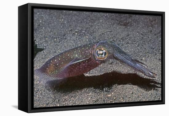 Bigfin Reef Squid-Hal Beral-Framed Premier Image Canvas