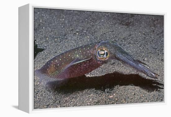 Bigfin Reef Squid-Hal Beral-Framed Premier Image Canvas