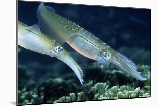 Bigfin Reef Squid-Georgette Douwma-Mounted Photographic Print