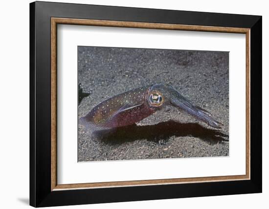 Bigfin Reef Squid-Hal Beral-Framed Photographic Print