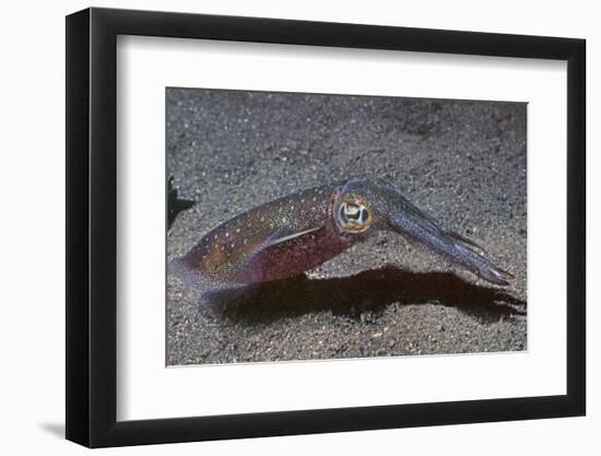 Bigfin Reef Squid-Hal Beral-Framed Photographic Print