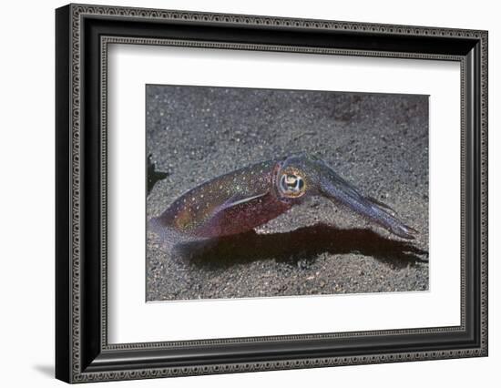 Bigfin Reef Squid-Hal Beral-Framed Photographic Print