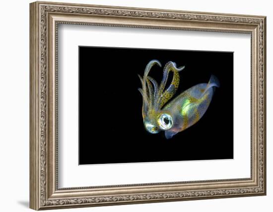 Bigfin Squid (Sepioteuthis Lessoniana) Hovering in Mid Water at Night-Alex Mustard-Framed Photographic Print