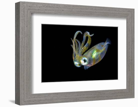 Bigfin Squid (Sepioteuthis Lessoniana) Hovering in Mid Water at Night-Alex Mustard-Framed Photographic Print