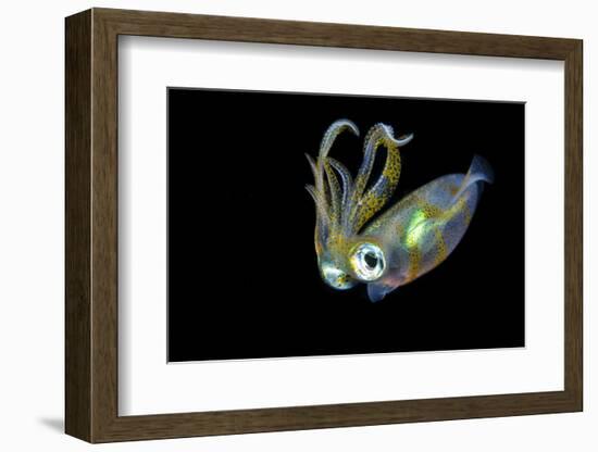 Bigfin Squid (Sepioteuthis Lessoniana) Hovering in Mid Water at Night-Alex Mustard-Framed Photographic Print