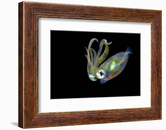 Bigfin Squid (Sepioteuthis Lessoniana) Hovering in Mid Water at Night-Alex Mustard-Framed Photographic Print